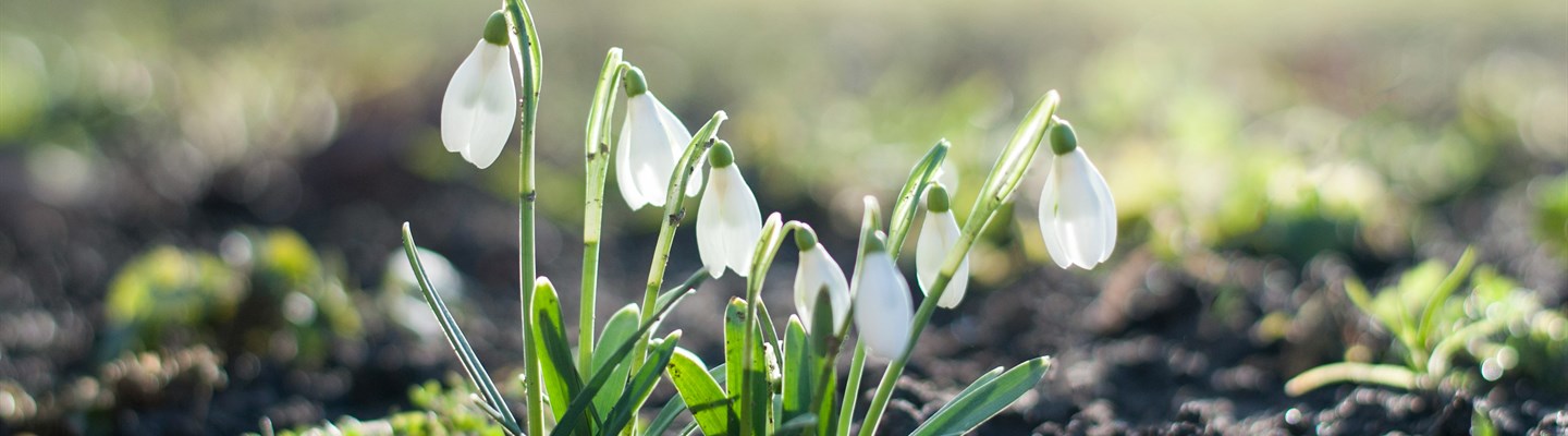 Snowdrops — image by Csaba Talaber on Unsplash