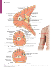 Screenshot of a PDF document with anatomical diagrams, showing misaligned text and overlapping labels in Arabic script.