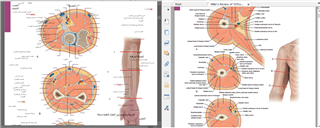 Screenshot of Trados Studio showing a translated document with misaligned formatting in the Arabic text, indicating RTL issues.